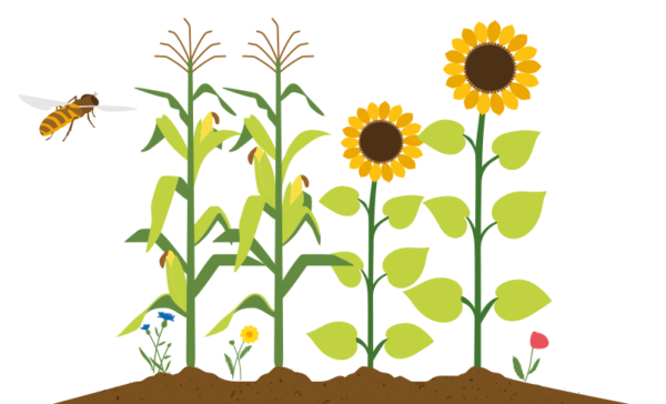 mais-zonnebloem-bronckhorst